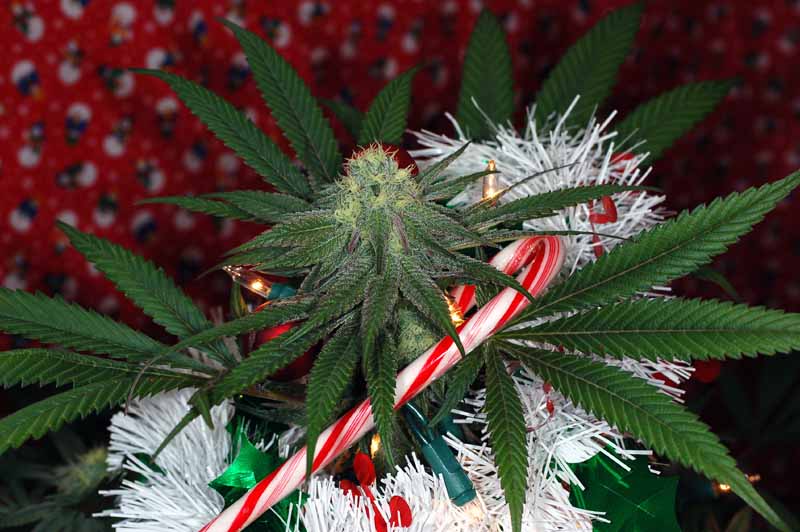 weed-xmas.jpg