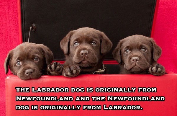 weird-facts-25.jpg