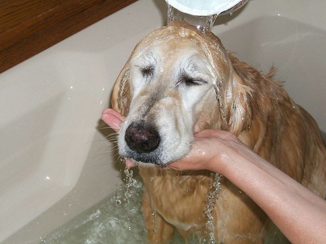wet-dog11.jpg