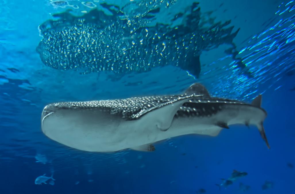 Whale Shark_2969_web.jpg