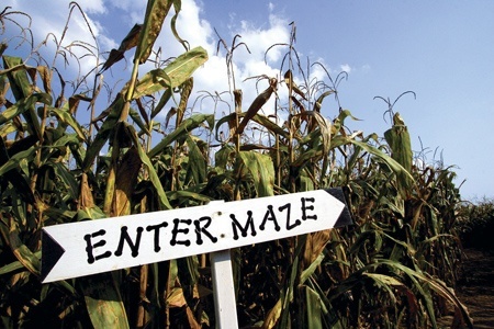 What-to-know-about-Corn-Maze..jpg