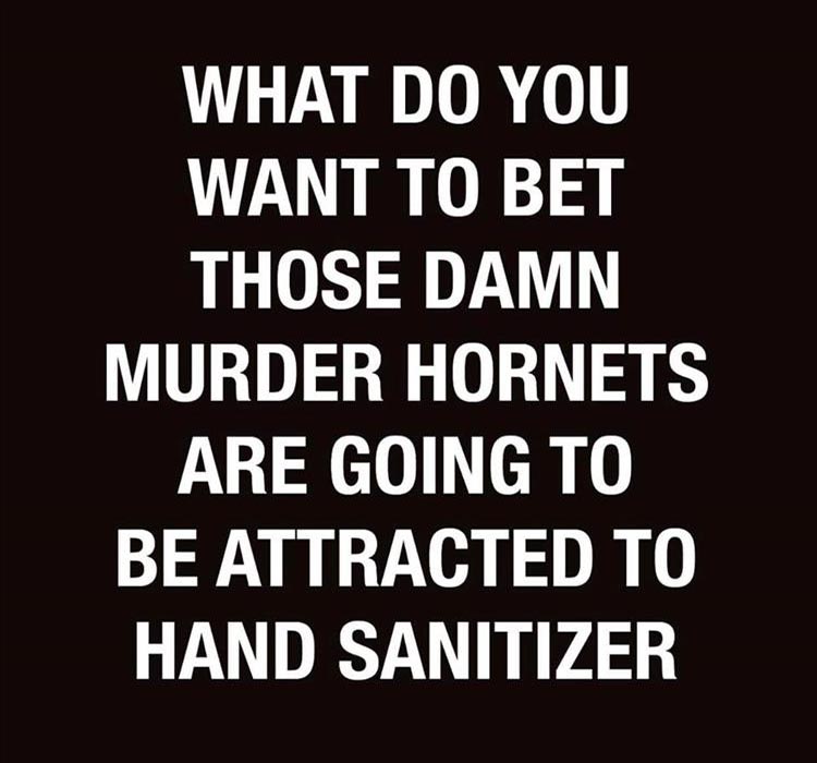 when-the-hornets.jpg