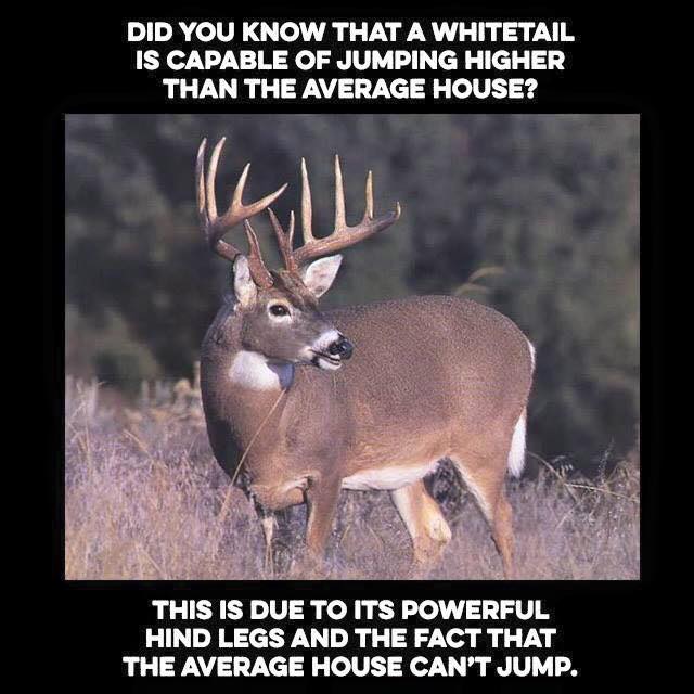 whitetaildeer.jpg