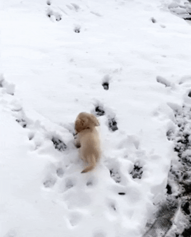 winter_22.gif
