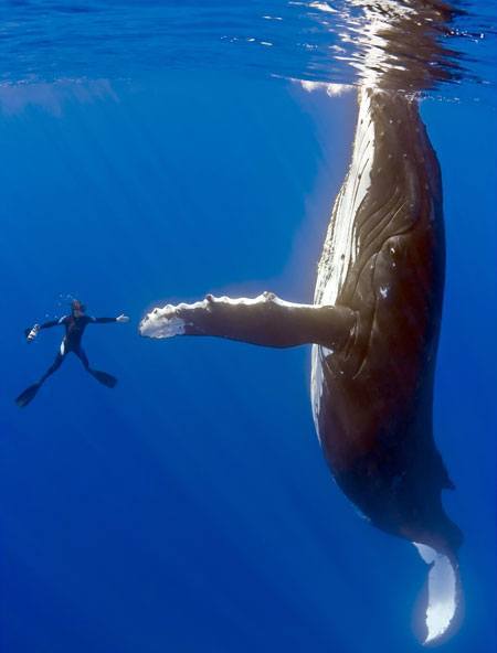 wpid-whalebar_450x592.jpg