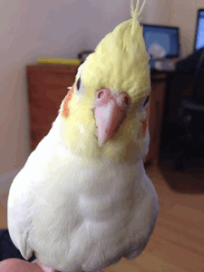 Y6i94.gif