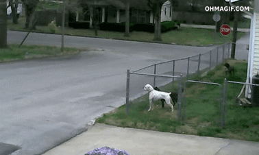 Yl1mTMLU4A2JO.gif