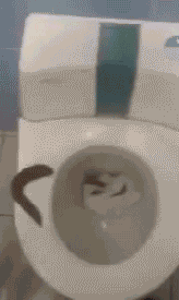 yMbcas5.gif