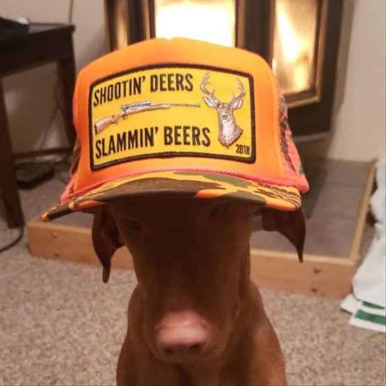 your-dogs.jpeg