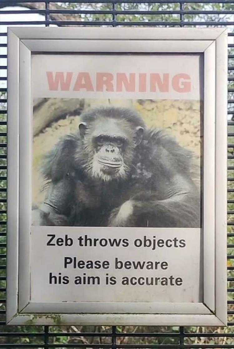 youre-monkey.jpg