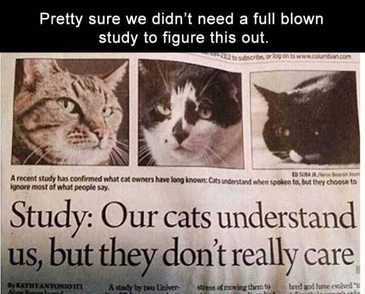 z-funny-234.jpg