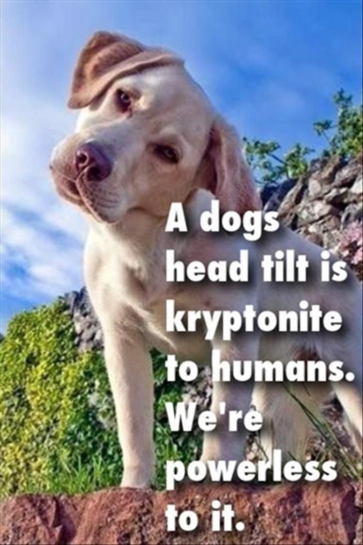 z-funny-animals-17.jpg