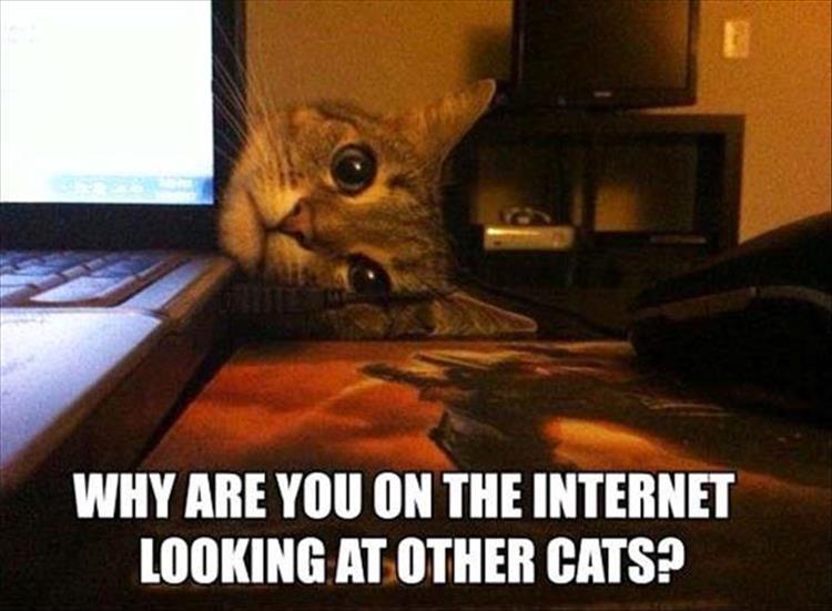 z-funny-animals-39.jpg