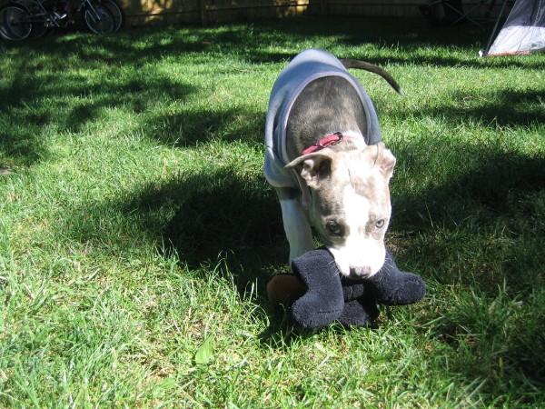 zoey and bear.jpg
