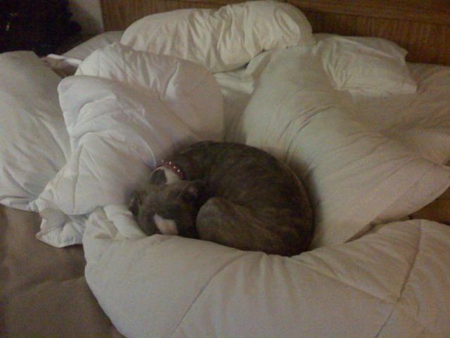zoey's nest.jpg