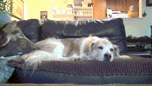zUtIryZBaSop2.gif