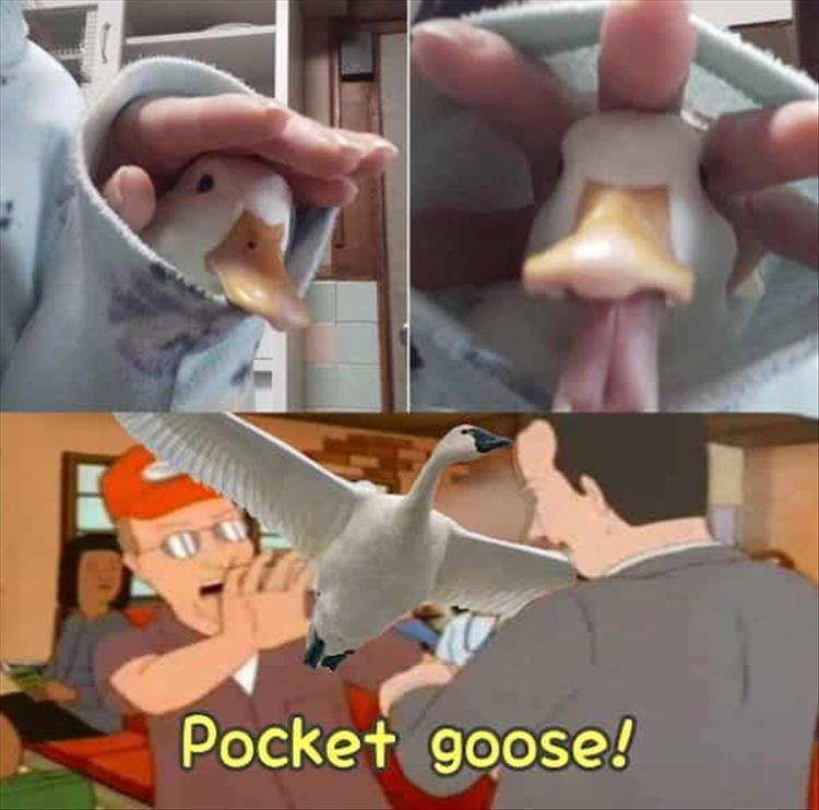 zz-funny-8-1.jpg