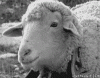 4F6B57A9-C4FA-4EA3-AE40-C5A8141FF50D.gif