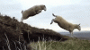 B491F132-63CF-4A80-A040-899B81F2D0EA.gif