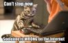 Cat Internet.jpg