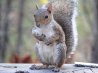 squirrel.jpg