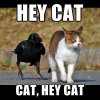 hey cat.jpg