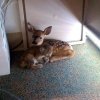 Fawn and Bobcat.jpg