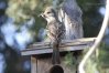 Backyard10SLS160.jpg