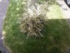 christmas tree 001.jpg