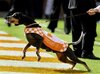 smokey 1.jpg