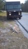 dead deer ups truck.jpg