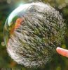 Bubble.jpg