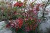 Thanksgiving20122rps.jpg Thanksgiving20122rps.jpg