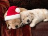 christmas puppies.jpg