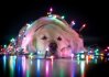 lights on dog.jpg