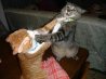 cat fight.jpg