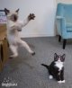 kitties kung fu fighting.jpg