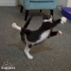 kitty dancing.jpg