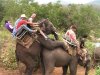 ElephantRide.jpg