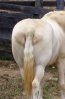 The horses ass.jpg