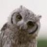 Nite_Owl