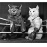 Glovesoncats