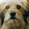 Benji