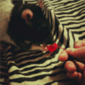 Ninja Cat
