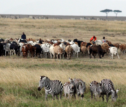 cattle_zebra.jpg
