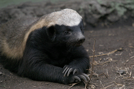 Honey-badger.gif