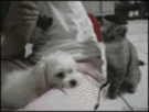 catgifpage97_zps003cfbac.gif