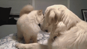 652c002f033af4db4e285df377eb0a95.gif