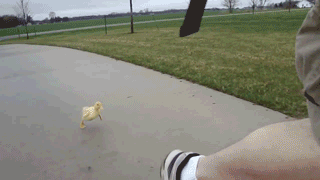 post-23825-Happy-Duckling-Chases-Man-Gif-1euQ.gif