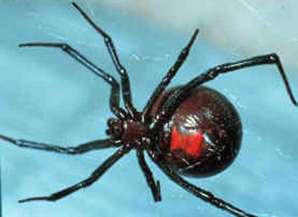 black_widow.jpg